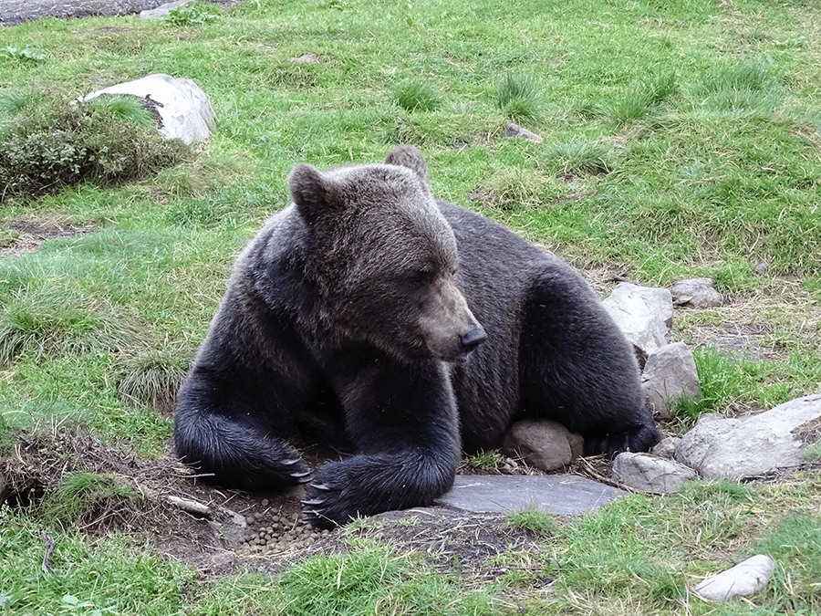 Brown bear eating dog food during bear watching experience with Lammintupa.
